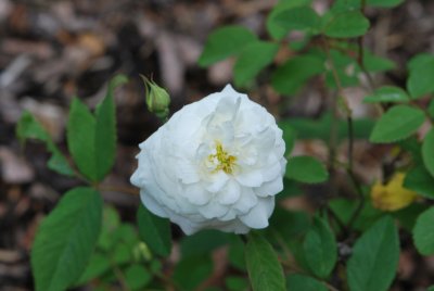 Rosa 'Susan Williams - Ellis' -růže anglická - David Austin, 2001, Anglie